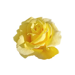 Beautiful yellow rose isolated on a white background