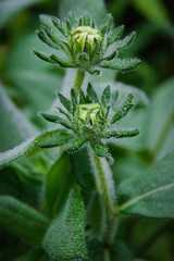 Green plant in the garden.