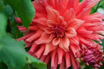 Red dahlia flower.