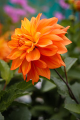 Orange flower in the garden.
