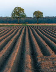 Freshly tilled field with trees on Buineres (fields of Buinen) in The Netherlands on the Hondsrug