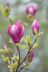 Magnolia × soulangeana (saucer magnolia) is a hybrid plant in the genus Magnolia and family Magnoliaceae. Magnolia × soulangeana flowers, blurred beautiful bokeh background