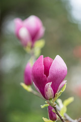Magnolia × soulangeana (saucer magnolia) is a hybrid plant in the genus Magnolia and family Magnoliaceae. Magnolia × soulangeana flowers, blurred beautiful bokeh background