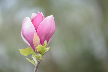 Magnolia &times; soulangeana (saucer magnolia) is a hybrid plant in the genus Magnolia and family Magnoliaceae. Magnolia &times; soulangeana flowers, blurred beautiful bokeh background