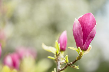 Magnolia × soulangeana (saucer magnolia) is a hybrid plant in the genus Magnolia and family Magnoliaceae. Magnolia × soulangeana flowers, blurred beautiful bokeh background