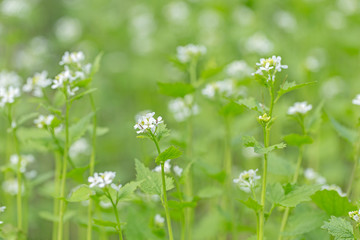 Close photo of blooming garlic mustard (Alliaria petiolata, Alliaria officinalis). Alliaria petiolata, or garlic mustard, is a biennial flowering plant in the mustard family Brassicaceae.
