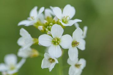 Obraz na płótnie Canvas Cardamine pratensis (cuckooflower, lady's smock, mayflower, or milkmaids), is a flowering plant in the family Brassicaceae. Cardamine pratensis, lady's smock flowering plant.
