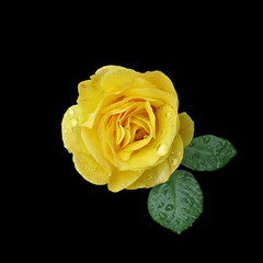 Beautiful yellow rose isolated on a black background