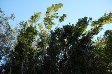 Tree tops in the sun with blue sky