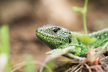Sand lizard (Lacerta agilis) in the natural environment, closeup. 