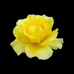 Beautiful yellow rose isolated on a black background