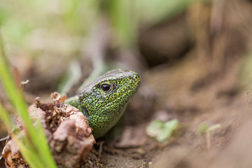 Naklejka na ściany i meble Sand lizard (Lacerta agilis) in the natural environment, closeup. 