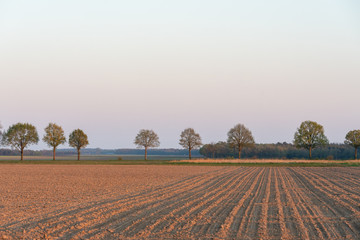 Freshly tilled field with trees on Buineres (fields of Buinen) in The Netherlands on the Hondsrug