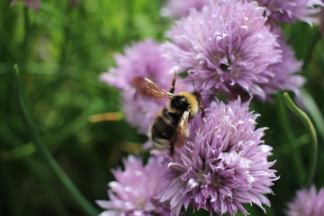 wasp sitting on a flower in the summer garden insect bee collects nectar