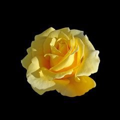 Beautiful yellow rose isolated on a black background