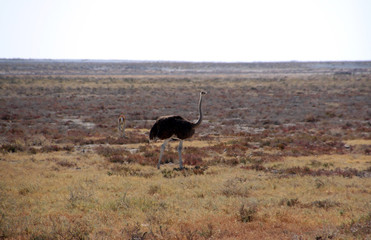 Naklejka premium Afrikanischer Strauß Struthio camelus in der Savanne von Namibia