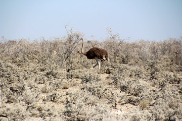 Afrikanischer Strauß Struthio camelus in der Savanne von Namibia