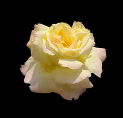 Beautiful yellow rose isolated on a black background