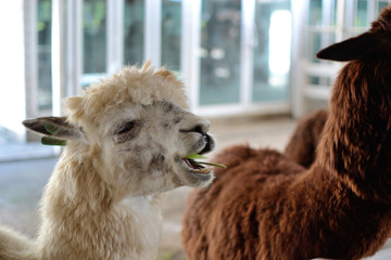 white alpaca portrait in a farm