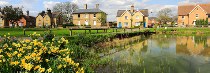 Spring daffodils, Ramsey village pond, Cambridgeshire, England