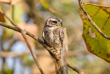A spotted owlet sitting on a branch inside the forests of the Gir National Park in Gujarat, India.