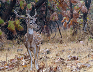 A male spotted deer with horns in the jungles of the Gir National Park in Gujarat, India.