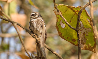 A spotted owlet sitting on a branch inside the forests of the Gir National Park in Gujarat, India.