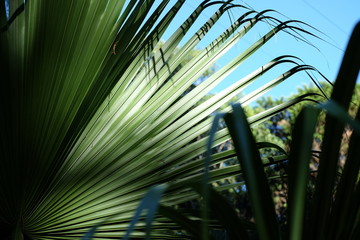 palm fronds bright shaded and silouetted