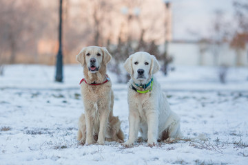 puppy golden retriever