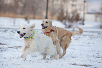 puppy golden retriever