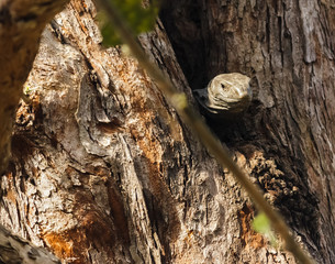 A monitor lizard pokes its head out of a hollow in the tree inside the Chitwan National Park in...
