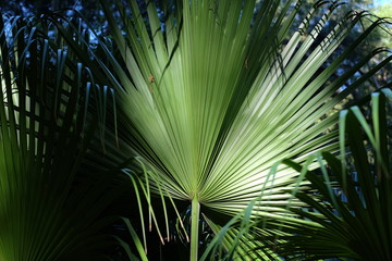palm fronds bright shaded and silouetted