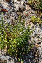 The plant (Campanula versicolor) with blue flowers growing in natural habitat