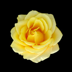 Beautiful yellow rose isolated on a black background