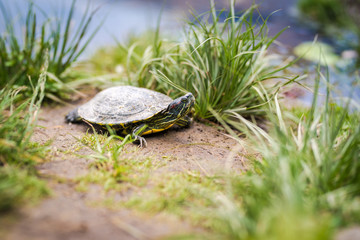 Aquatic Turtle resting near a lake. Outdoor photo of an Aquatic Turtle.