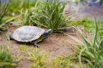 Aquatic Turtle resting near a lake. Outdoor photo of an Aquatic Turtle.