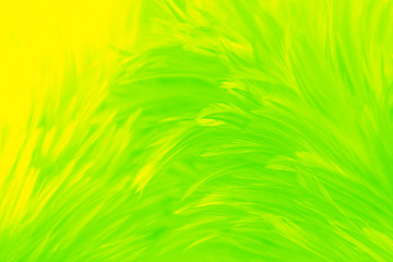 Fototapeta na wymiar Beautiful abstract colorful yellow and light green feathers on white background and soft white yellow feather texture on white pattern, lemon color background