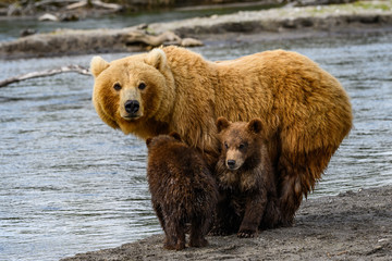 Fototapeta premium Ruling the landscape, brown bears of Kamchatka (Ursus arctos beringianus)