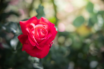 Roses in the garden