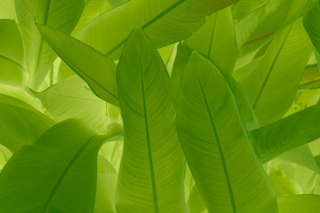 The shape of the foliage is beautiful, soft, looks modern and has a beautiful natural background.
