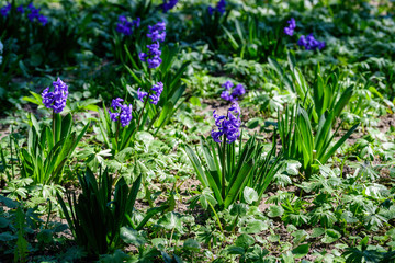 Many blue wild hyacinth flowers and green leaves in an abandoned garden, in a sunny spring day
