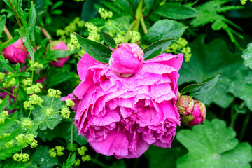 Minimalist garden landscape with plants and grass and pink magenta peony flower in a sunny day in Scotland, United Kingdom, typical British cottage garden arrangement