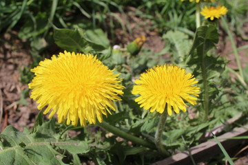 beautiful bright flower plants dandelion yellow petals blooms in the grass in summer