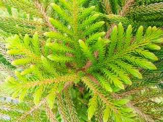 Sirsa, Haryana, India / 6 December 2019: Norfolk Island Pine also known as Araucaria Heterophylla in a small village of Haryana.