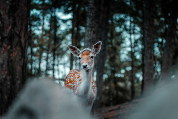 Cute deer in a moody winter forest