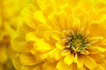 closeup beautiful yellow chrysanthemum flower in the garden, flower background