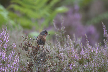 Sylvia undata , Dartford warbler