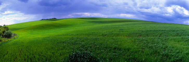 Green field with growing wheat on the hills in early spring.