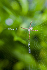 St. Andrew Cross Spider on its web with decorative web design and spider is in cross position