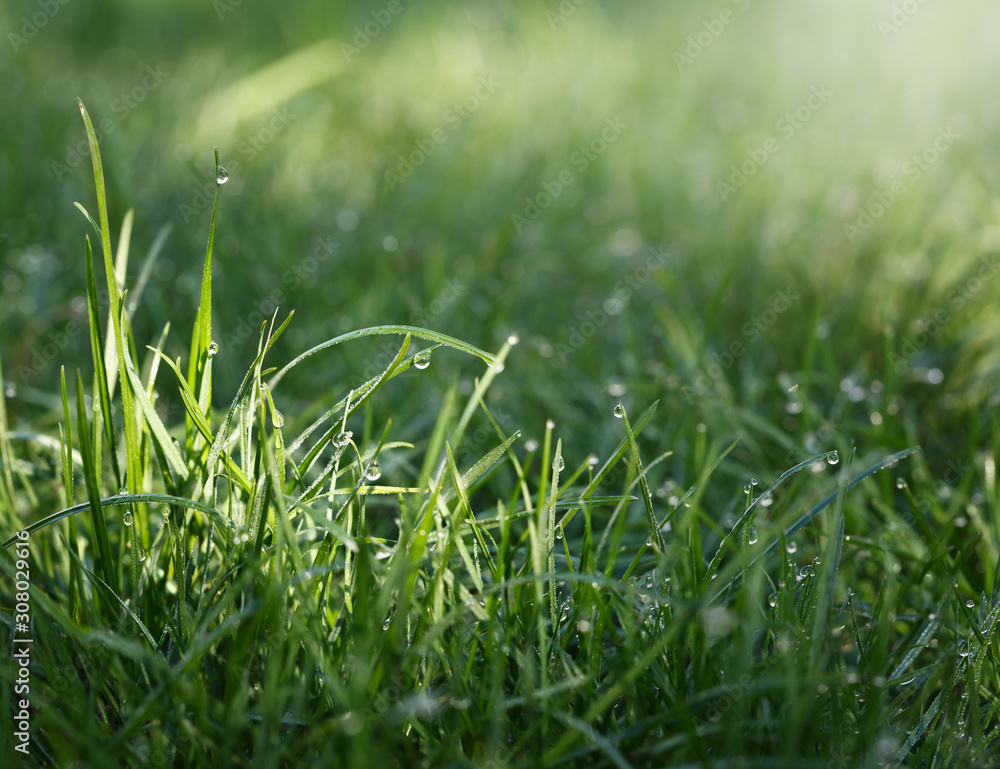 Canvas Prints Water drops on grass